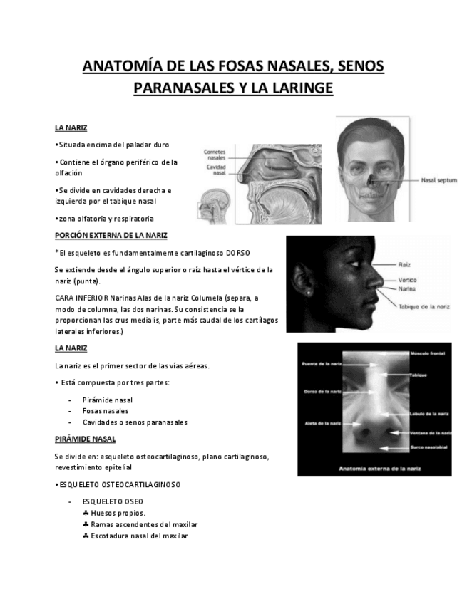 Miniatura del documento TEMAS-ANATO.pdf