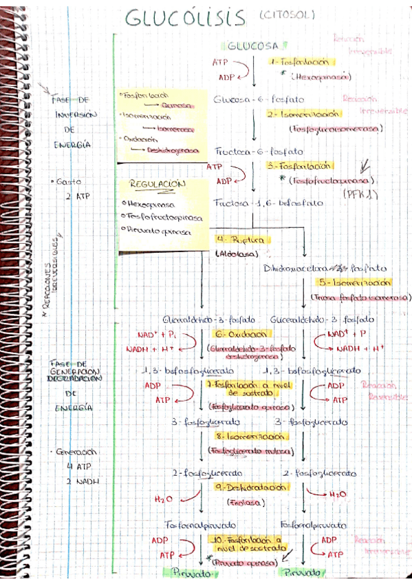 Miniatura del documento CUADERNO DE RUTAS METABOLICAS.pdf