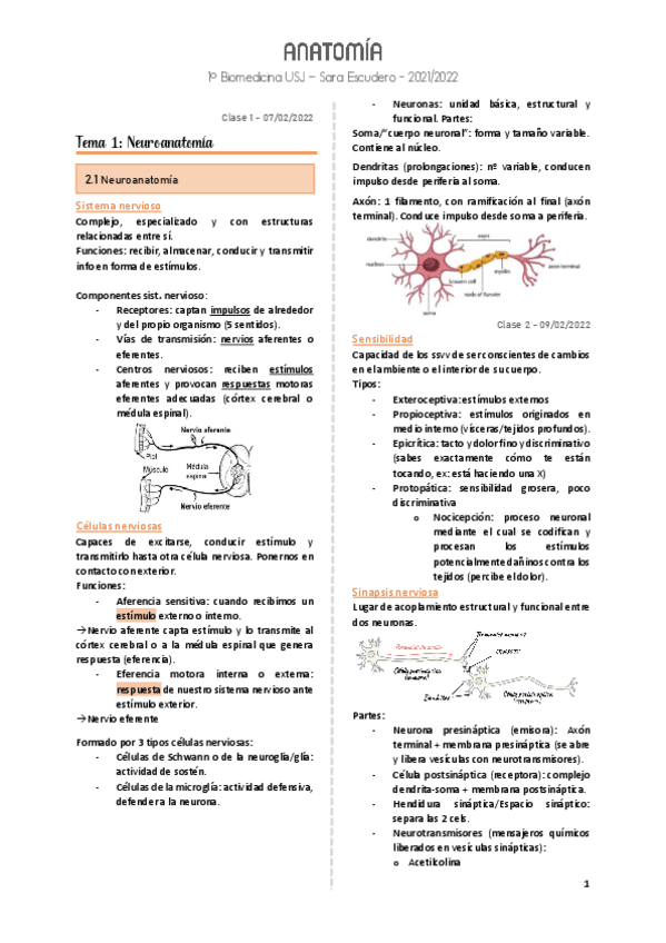 Miniatura del documento Anatomía apuntes.pdf