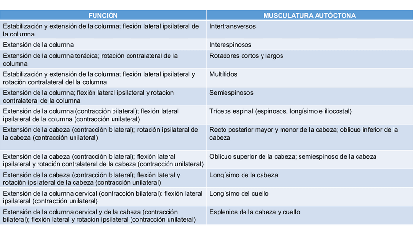 Miniatura del documento MUSCULOS-ESPALDA-FUNCIONES.pdf