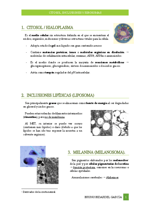 Miniatura del documento Citosol-inclusiones-y-ribosomas-Tema-7.pdf