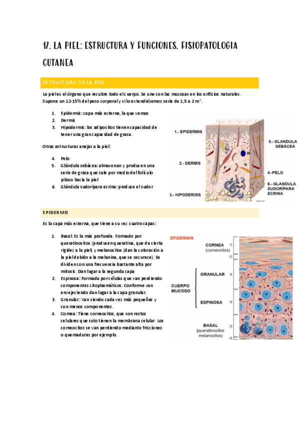 Miniatura del documento FISIO-SEGUNDO-PARCIAL.pdf