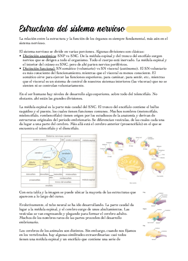 Miniatura del documento 02-Estructura-y-funcion-del-sistema-nervioso.pdf