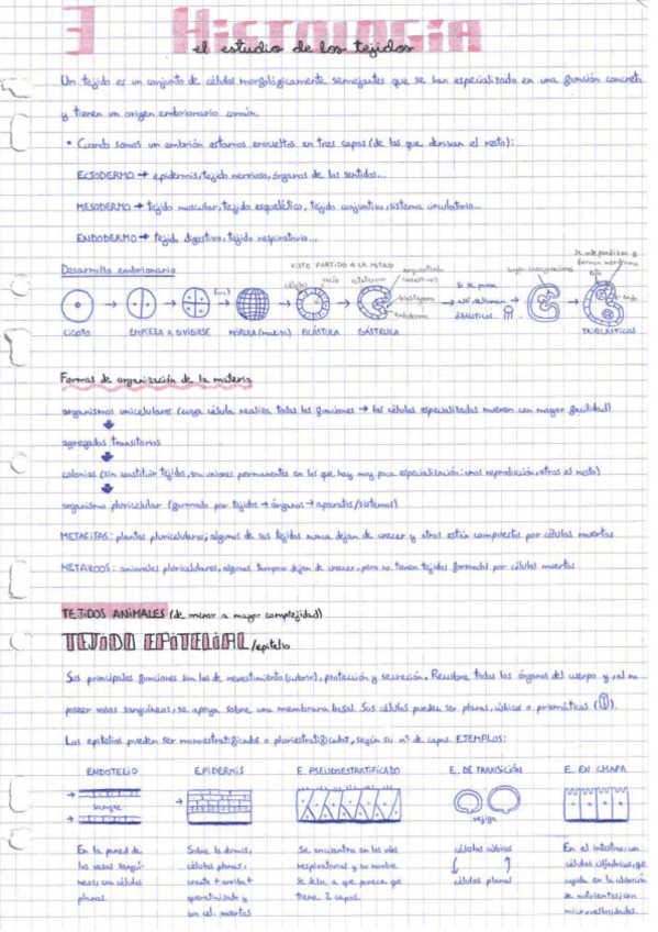 Miniatura del documento HISTOLOGIA-parte1-ESCANEOS.pdf