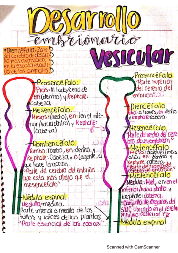 Miniatura del documento Desarrollo-Embrionario.pdf