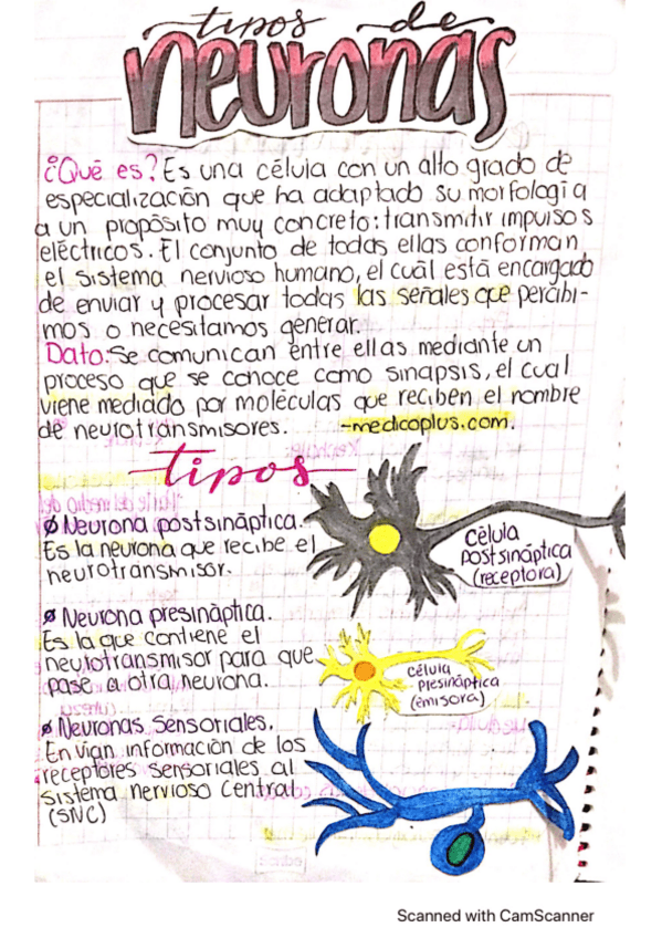 Miniatura del documento Tipos-de-Neuronas.pdf