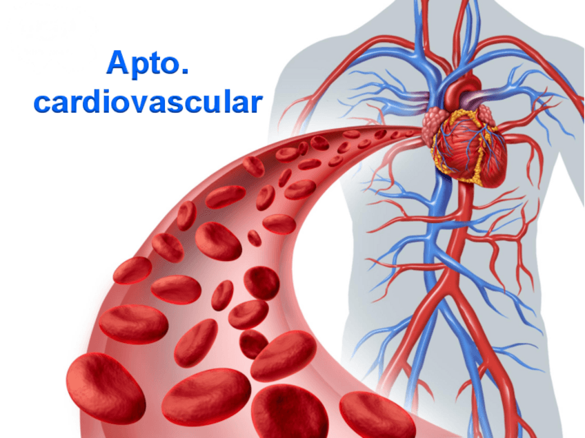 Miniatura del documento FISPAT-10-B-Cardiovascular.pdf