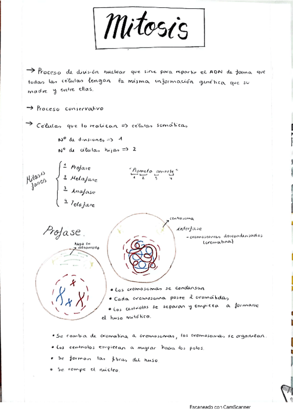 Miniatura del documento apuntes-mitosis-y-meiosis-con-dibujos.pdf