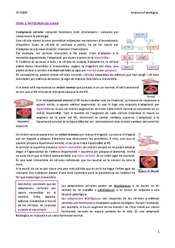 Miniatura del documento TEMA-2-Patologia-cellular.pdf