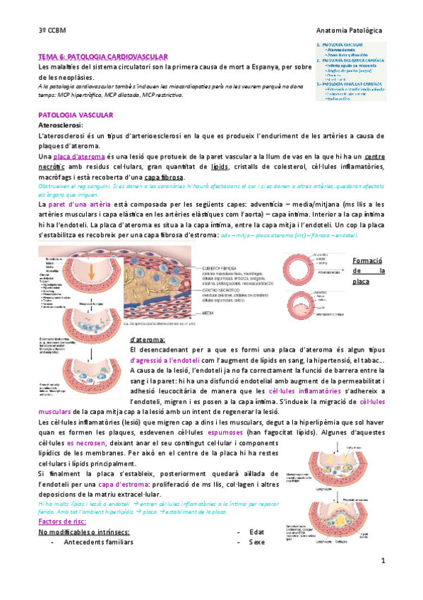 Miniatura del documento TEMA-6-Cardiovascular.pdf
