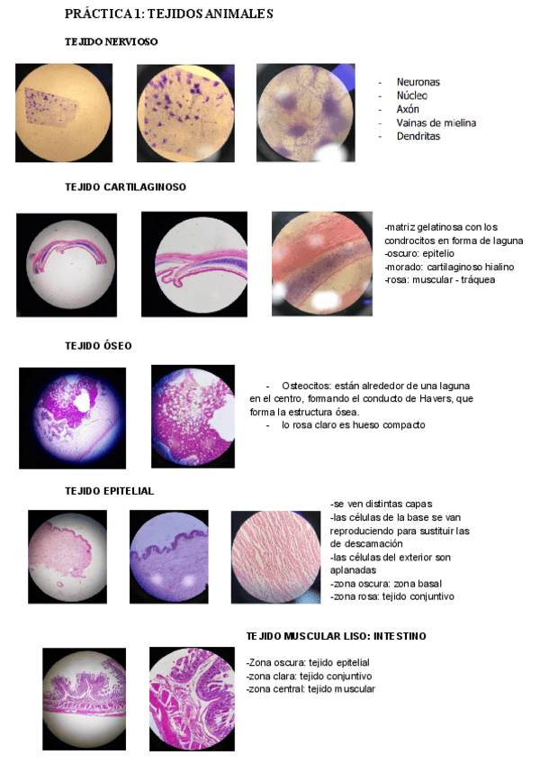 Miniatura del documento PRACTICAS.pdf