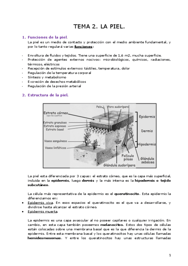 Miniatura del documento TEMA-2-dermo.pdf