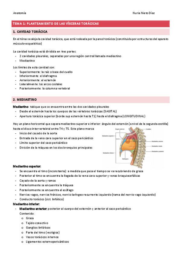 Miniatura del documento TEMA 1 - Plant vísceras torácicas