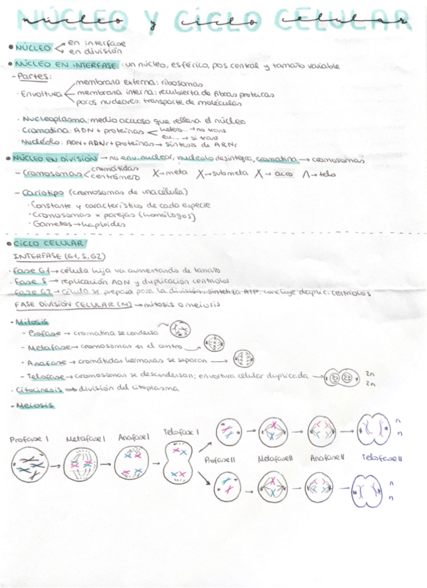 Miniatura del documento Nucleo-y-ciclo-celular.pdf