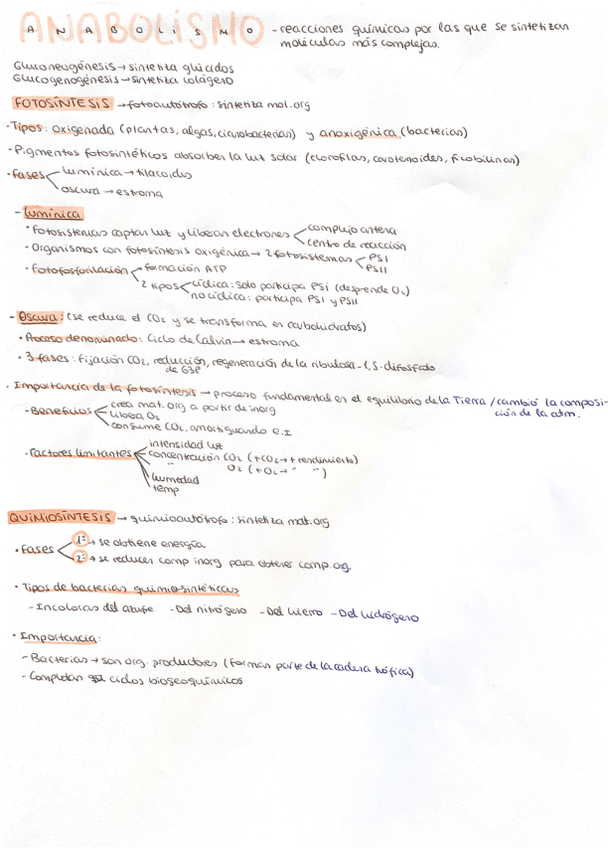 Miniatura del documento Anabolismo.pdf
