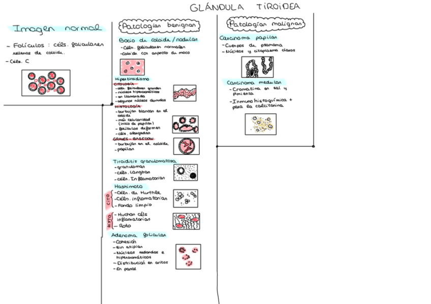 Miniatura del documento TEMA-4-GENE.pdf