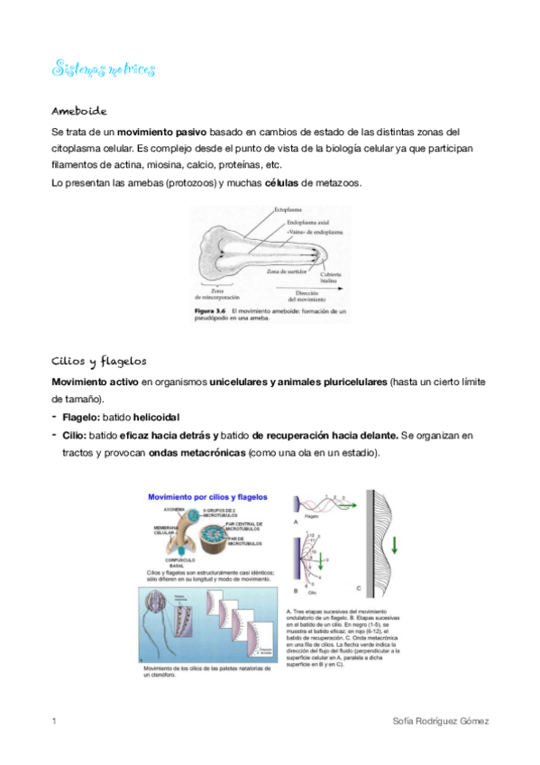 Miniatura del documento 16-Sistemas-motrices.pdf