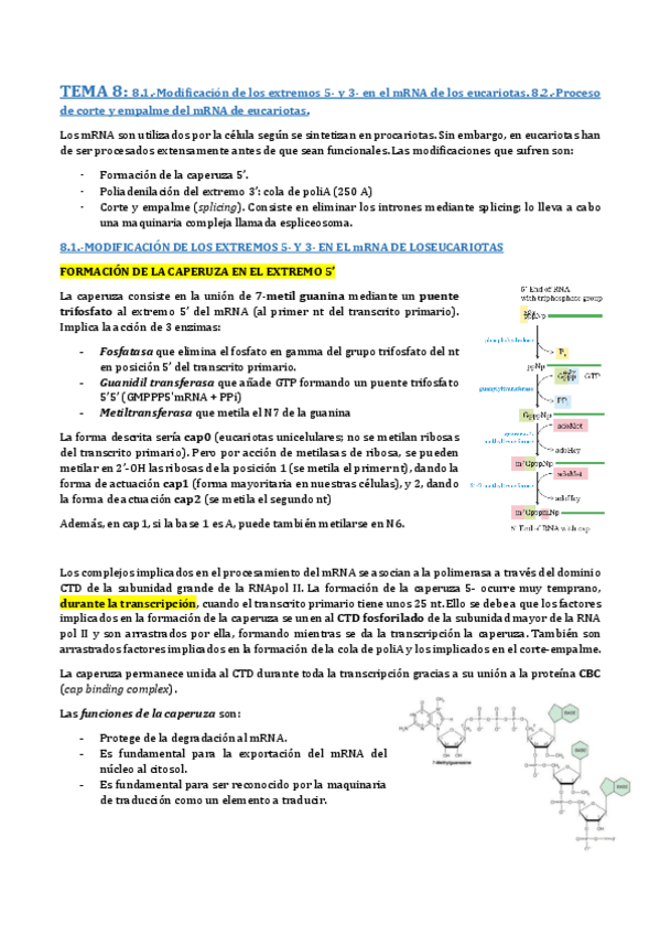Miniatura del documento TEMA 8- MODIFICACIONES DEL TRÁNSCRITO PRIMARIO.pdf