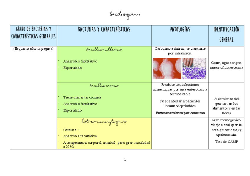Miniatura del documento Caracteristicas-Bacterias.pdf