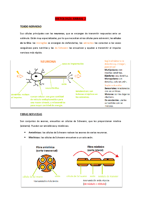 Miniatura del documento HISTOLOGIA-parte-2-animal2-y-vegetal.pdf