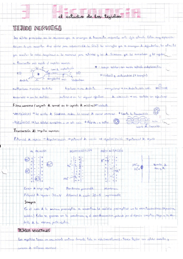 Miniatura del documento HISTOLOGIA-parte-2-animal2-y-vegetal-ESCANEOS.pdf