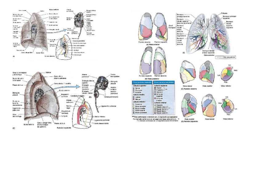Miniatura del documento PULMONES.docx
