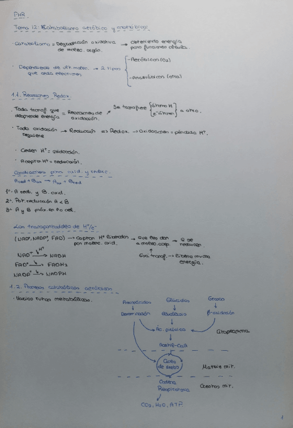 Miniatura del documento CATABOLISMO-2BACH.pdf