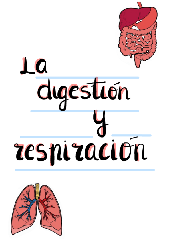 Miniatura del documento Digestion-y-respiracion-animales-Tema-8.pdf