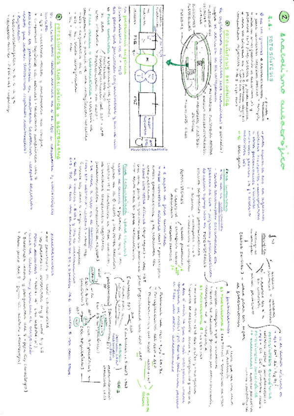Miniatura del documento Resumen-anabolismo-autotrofico.pdf