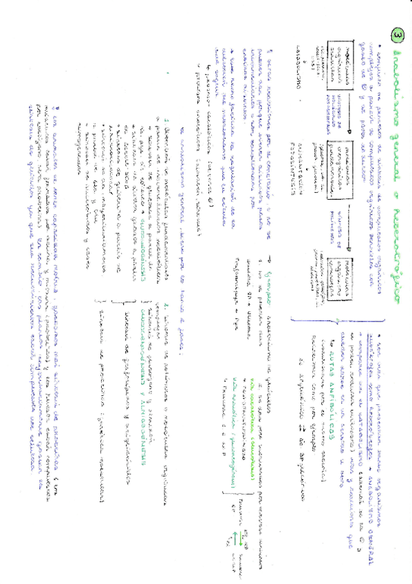 Miniatura del documento Resumen-anabolismo-general-o-heterotrofico.pdf