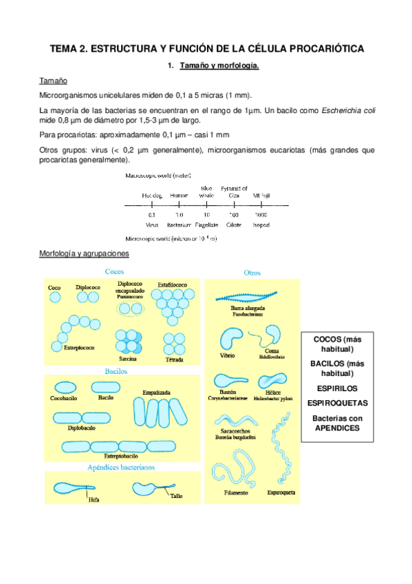 Miniatura del documento TEMA-2.pdf