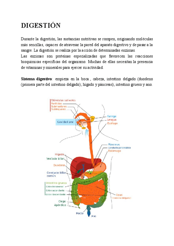 Miniatura del documento DIGESTION.pdf