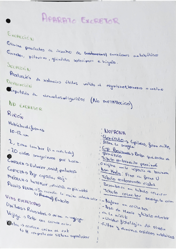 Miniatura del documento Aparato-excretor.pdf