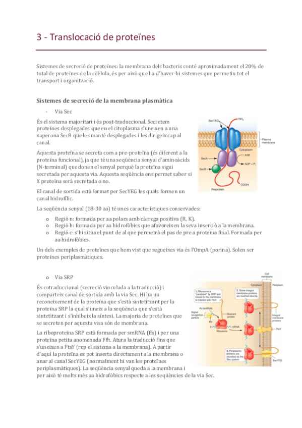 Miniatura del documento 3-Translocacio-de-proteines.pdf