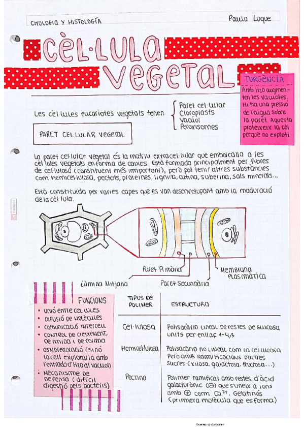 Miniatura del documento Citologia-Vegetal-Paula-Luque.pdf