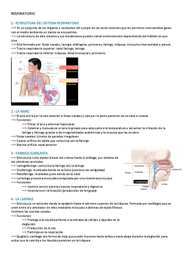 Miniatura del documento RESPIRATORIO-2.pdf