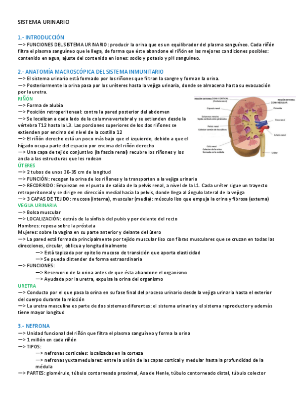 Miniatura del documento SISTEMA-URINARIO.pdf