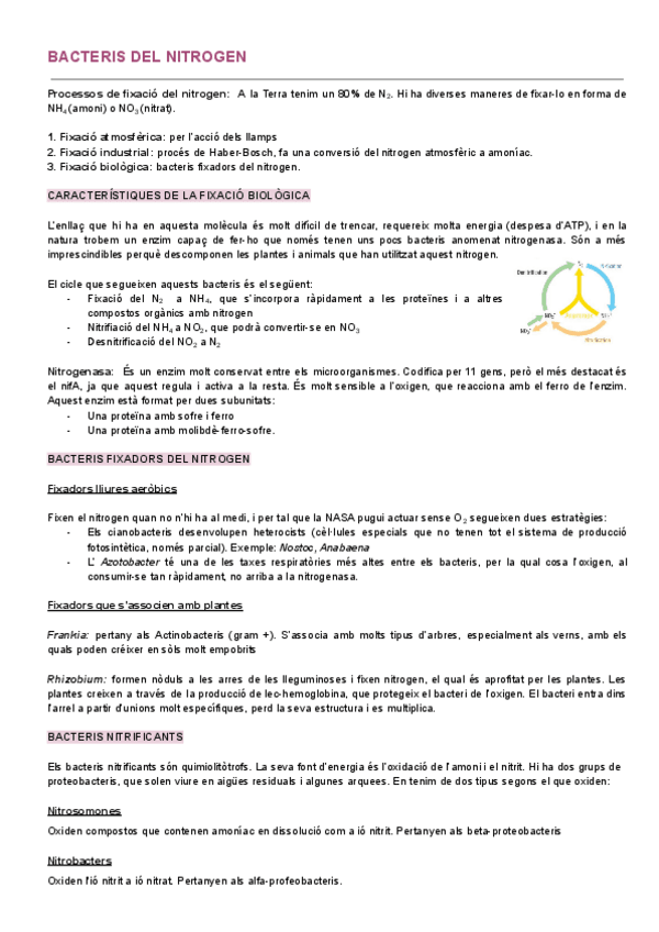 Miniatura del documento Explicacio-Bacteris-del-Nitrogen-Extens.pdf