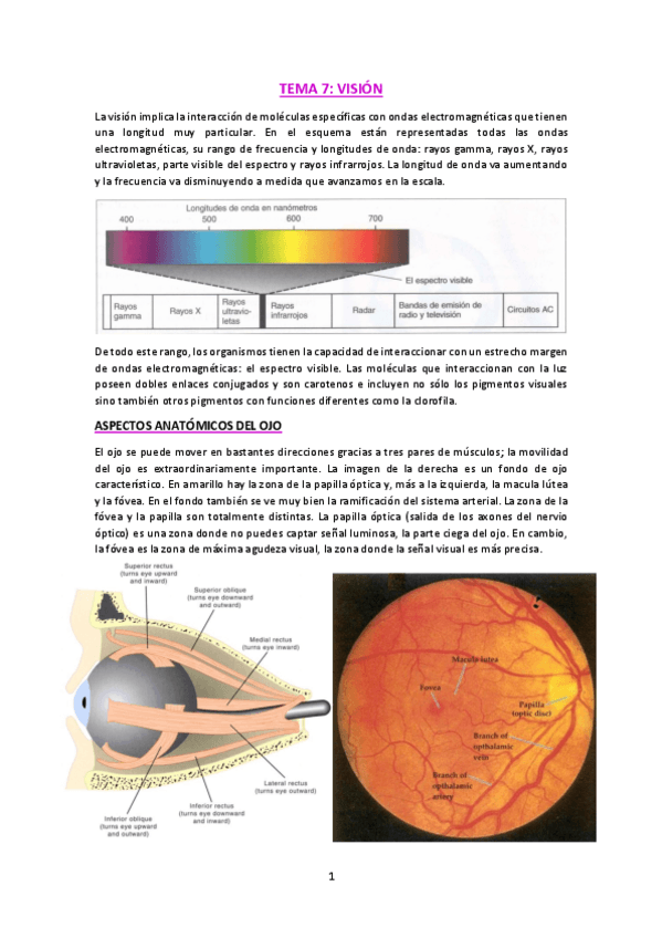 Miniatura del documento T7-Vision.pdf