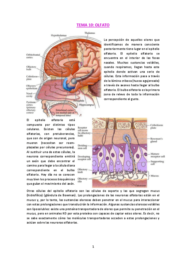Miniatura del documento T10-Olfato.pdf