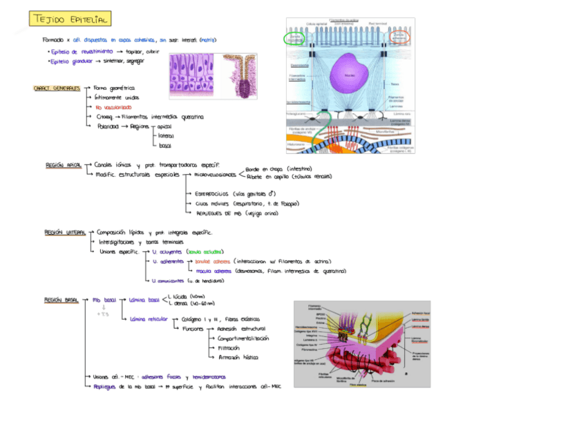 Miniatura del documento Tema-1.pdf