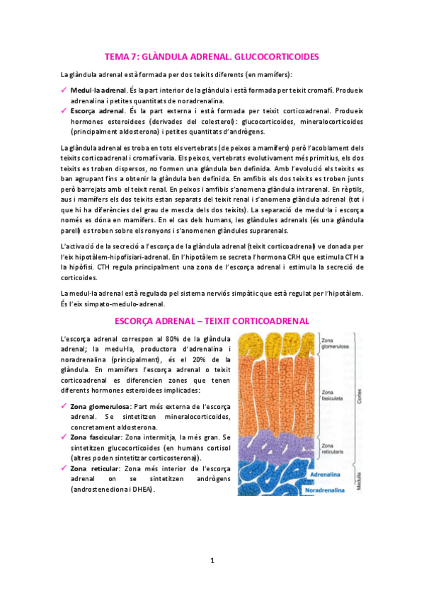 Miniatura del documento T7-Glandula-adrenalGlucocorticoides.pdf