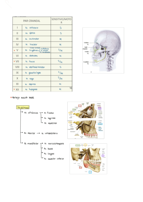 Miniatura del documento PARES-CRANEALES.pdf