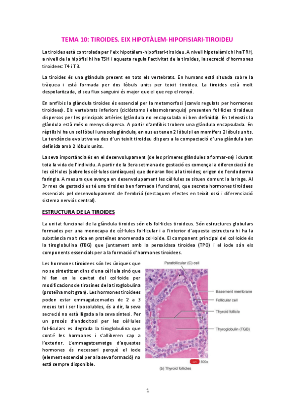 Miniatura del documento T10-TiroidesEix-H-H-T.pdf