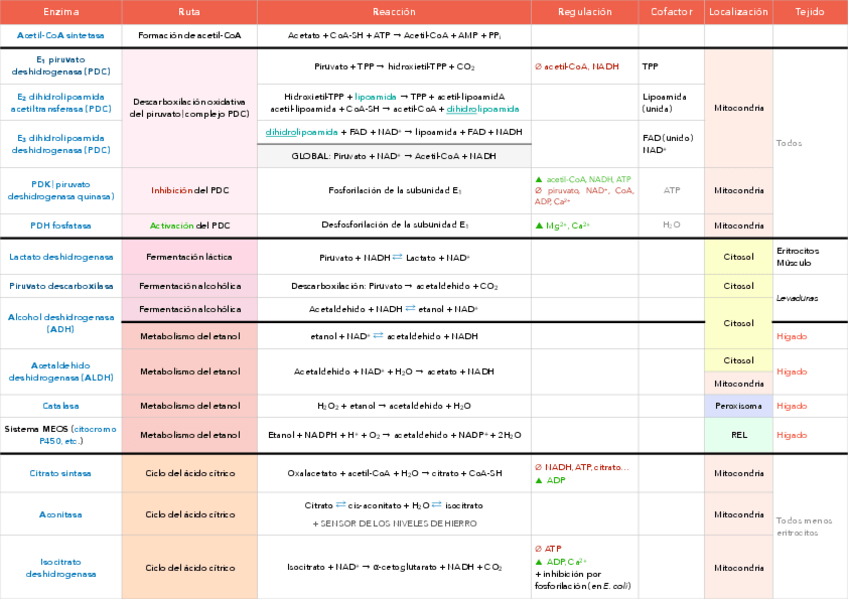Miniatura del documento TABLA-ENZIMAS-METABOLISMO.pdf