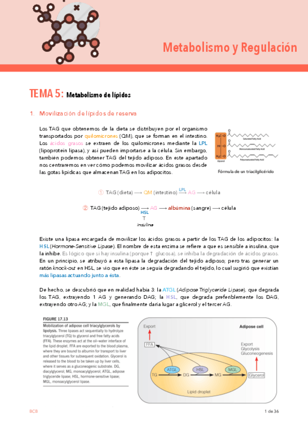Miniatura del documento METABOLISMO-T5.pdf