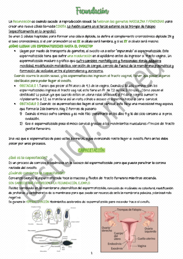 Miniatura del documento FECUNDACION-RESUMEN-study.pdf