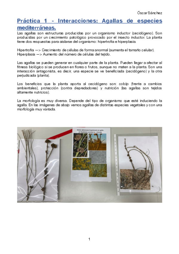 Miniatura del documento Practica-1-Avances.pdf