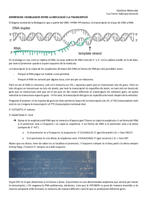 Miniatura del documento Tema-6-La-Transcripcio.pdf