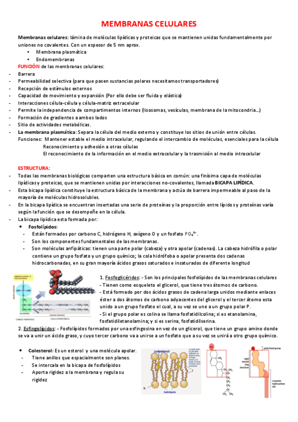 Miniatura del documento Membrnas-celulares-t.pdf